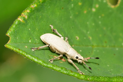 Megalostylus