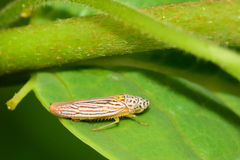 Graphocephala aurora