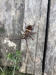 Deretrachys juvencus