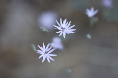 Lithophragma glabrum