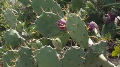 Opuntia stricta