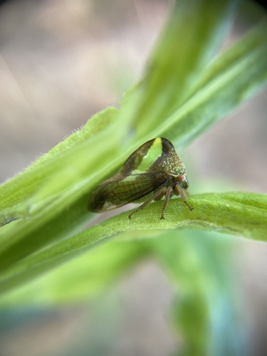 Camel Treehopper photo 3