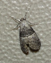 Pococera aplastella