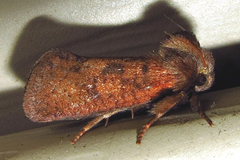 Acrolophus plumifrontella