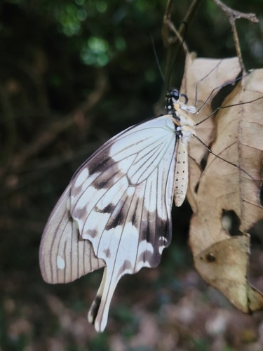 Mocker Swallowtail