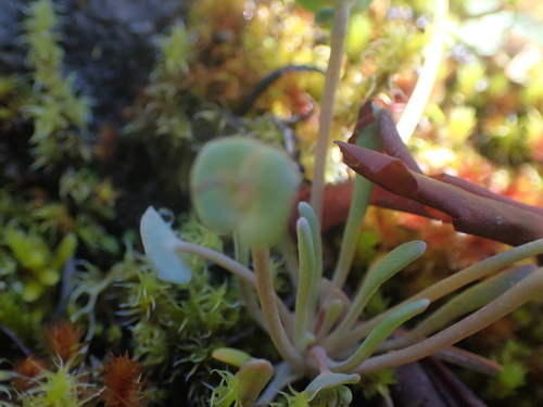 Image of Claytonia exigua by no rights reserved