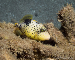 Pseudobalistes flavimarginatus