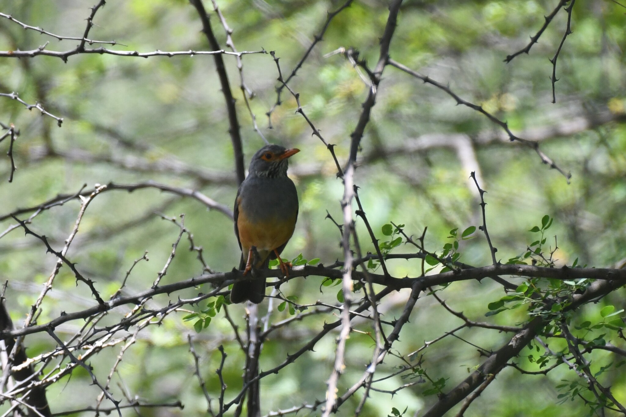 Bare-eyed Thrush (Turdus tephronotus), photo 1
