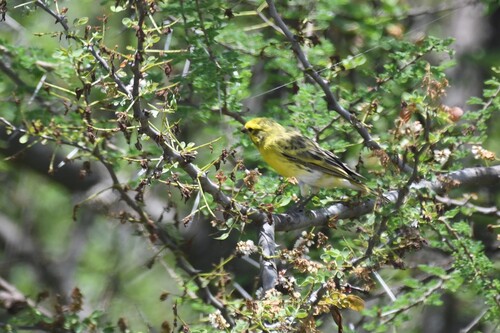 White-bellied Canary (Crithagra dorsostriata), photo 8