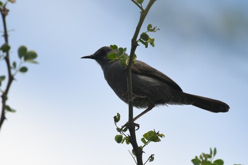 Grey Wren-Warbler (Calamonastes simplex), photo 2