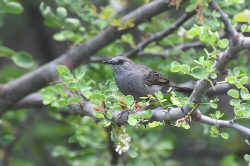 Grey Wren-Warbler (Calamonastes simplex)