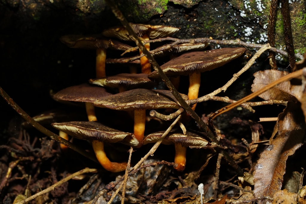Hypholoma brunneum · April 2025 · photo: © hanwen-zhang (iNaturalist, cc0)