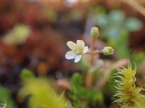 Image of Claytonia exigua by no rights reserved