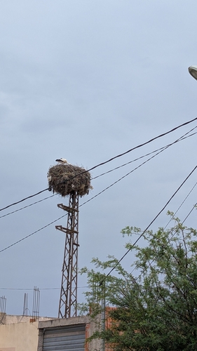 European White Stork
