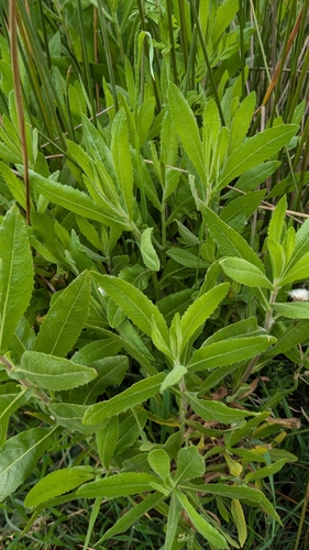 Dittrichia viscosa viscosa