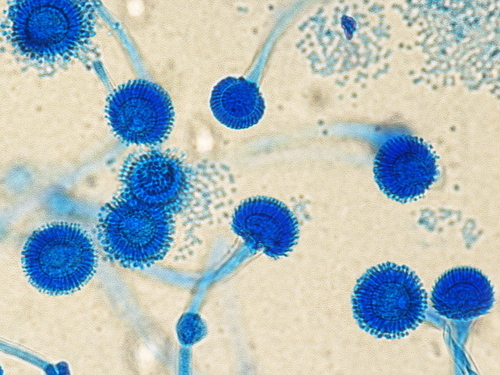 Tombamento (Aspergillus spp.)