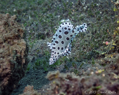 Chromileptes altivelis