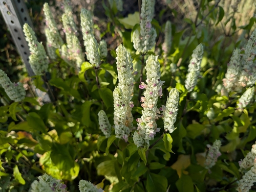 Image of Justicia betonica by (c) Damien Wallace, some rights reserved (CC BY)