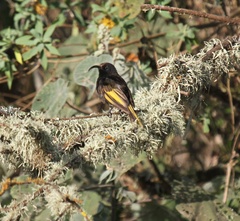 Drepanorhynchus reichenowi