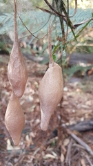 Ordgarius magnificus