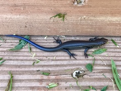 Plestiodon septentrionalis