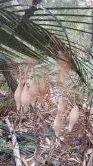 Ordgarius magnificus