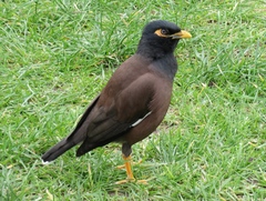 Acridotheres tristis