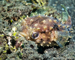 Cyclichthys orbicularis