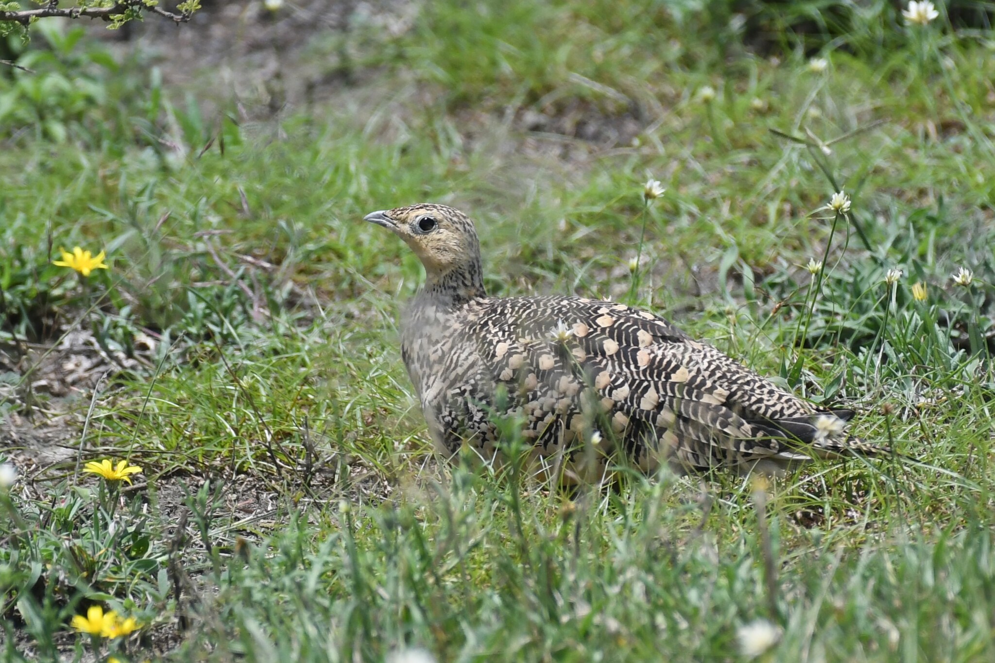 Chestnut-bellied Sandgrouse illustration
