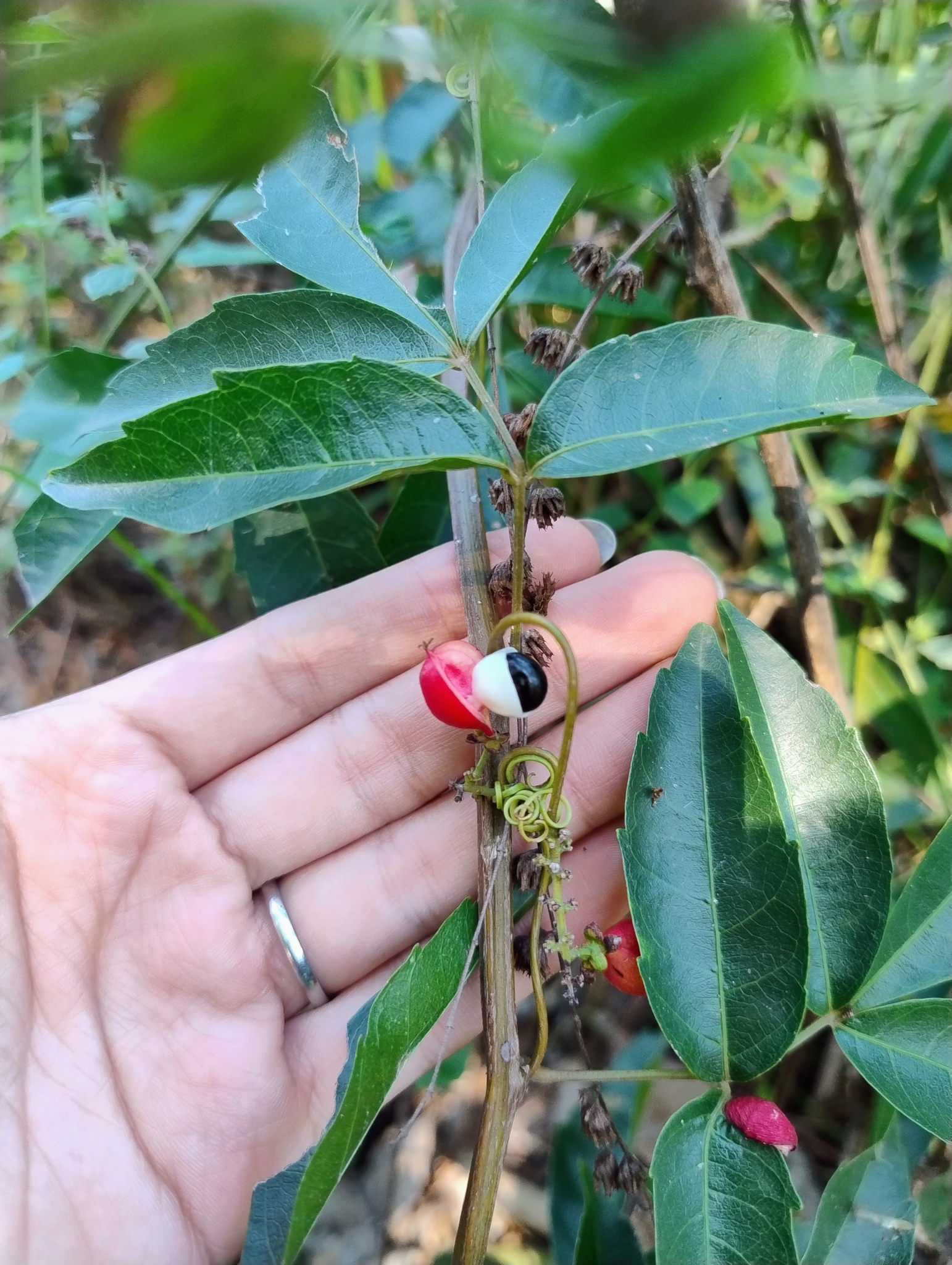 Imagem de Guaraná-Cipó