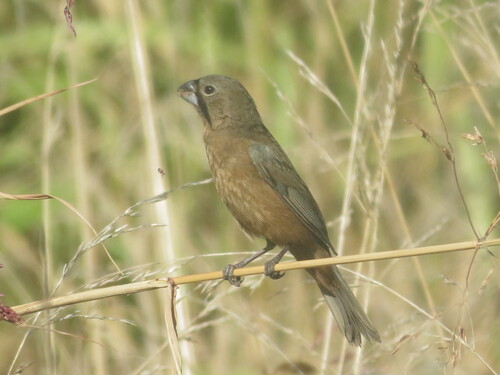 Glaucous-blue Grosbeak (Cyanoloxia glaucocaerulea), photo 4