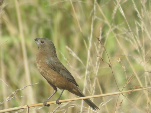 Glaucous-blue Grosbeak (Cyanoloxia glaucocaerulea), photo 3