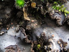 Illosporium carneum