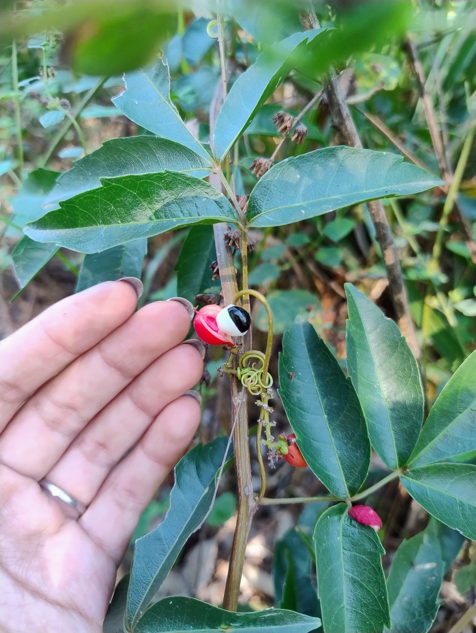 Imagem de Guaraná-Cipó