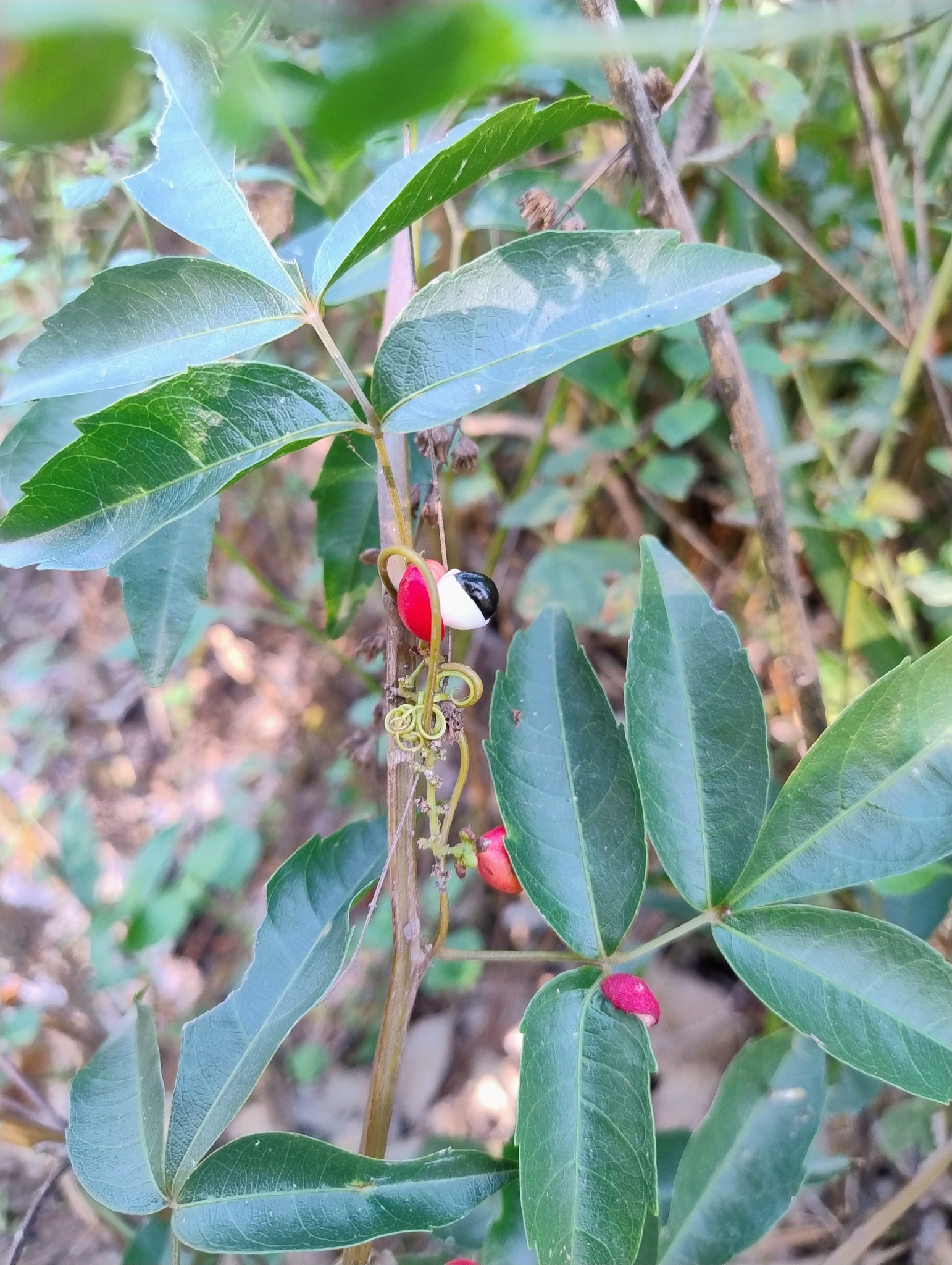 Imagem de Guaraná-Cipó