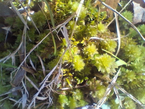 Image of Sphagnum lescurii by no rights reserved
