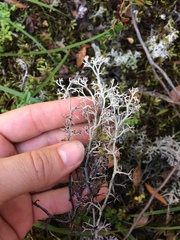 Cladonia stygia