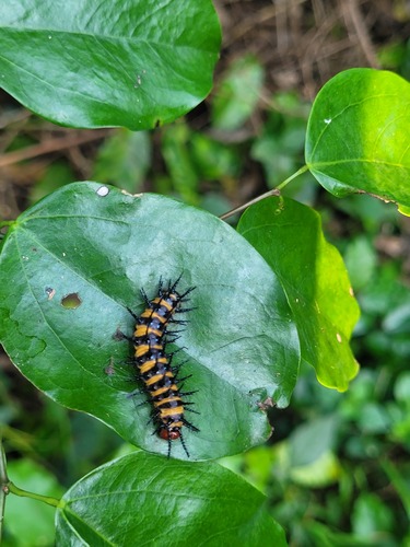 Large Spotted Acraea