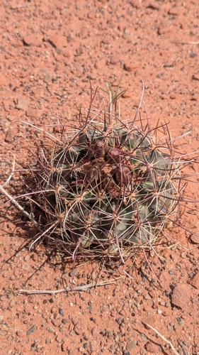 Image of Sclerocactus whipplei by (c) Andrew Dudley, some rights reserved (CC BY)
