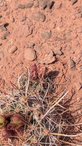 Image of Sclerocactus whipplei by (c) Andrew Dudley, some rights reserved (CC BY)