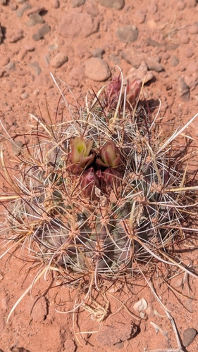 Image of Sclerocactus whipplei by (c) Andrew Dudley, some rights reserved (CC BY)