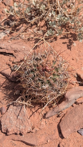 Image of Devil's-claw barrel cactus by (c) Andrew Dudley, some rights reserved (CC BY)