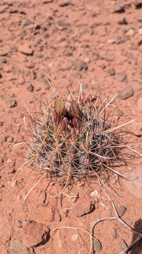 Sclerocactus whipplei