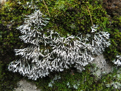 Heterodermia leucomelos