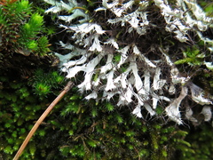 Heterodermia leucomelos