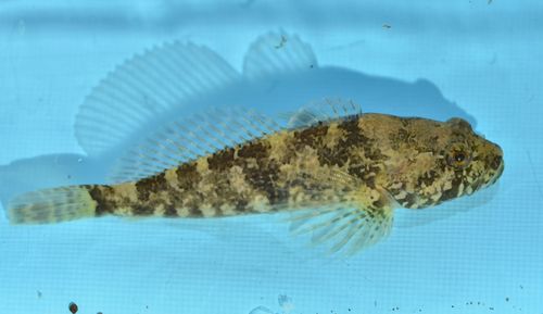 Prickly Sculpin