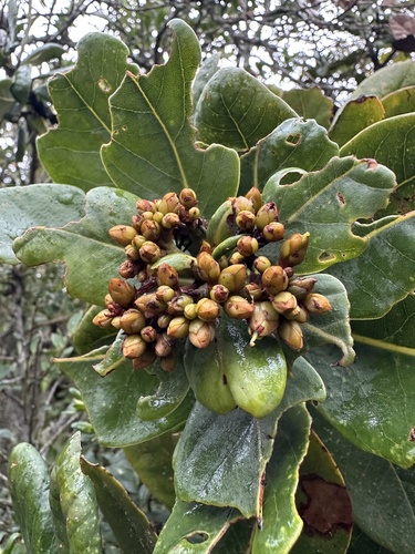Persea mutisii, photograph 4