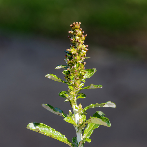 Elegant Cudweed (Gamochaeta impatiens)