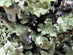 Abrothallus microspermus