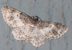 Hydrelia lucata
